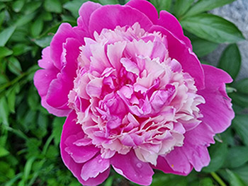 Pion